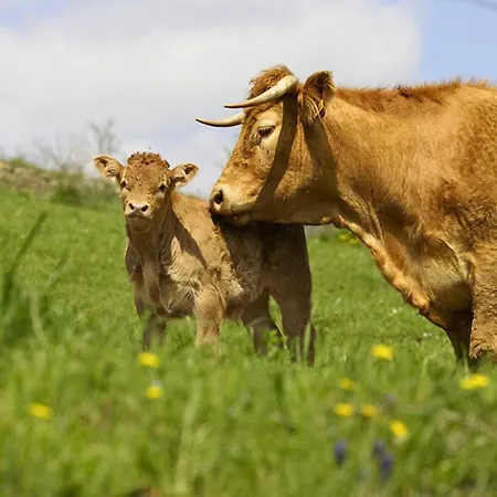 La Maison Bleue, Village Vacances, Piscine, Parking