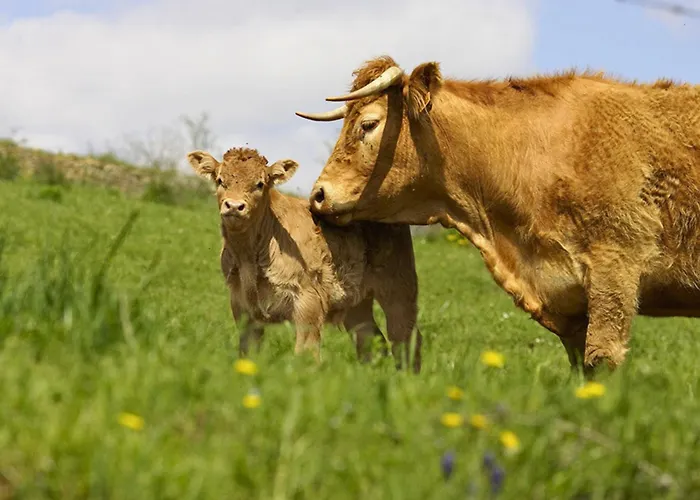 La Maison Bleue, Village Vacances, Piscine, Parking